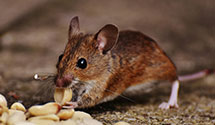 24 Hour & Emergency Exterminators in St Louisville, OH